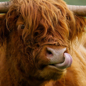 Meet your Posher, Lily